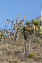Yucca periculosa