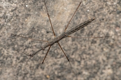 Hydrometra stagnorum