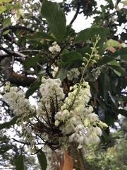 Elaeocarpus serratus