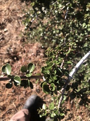 Ceanothus cuneatus