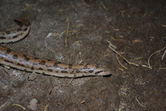 Eryx miliaris miliaris