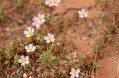 Frankenia pulverulenta