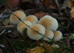 Hypholoma capnoides