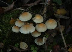 Hypholoma capnoides