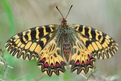 Zerynthia polyxena