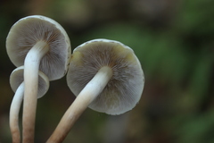 Hypholoma capnoides
