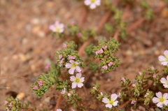 Frankenia pulverulenta