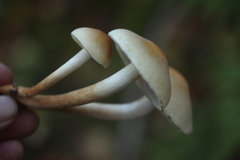Hypholoma capnoides