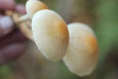 Hypholoma capnoides