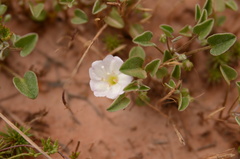 Falkia repens