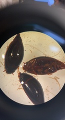 Gyretes