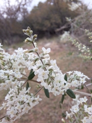 Aloysia gratissima