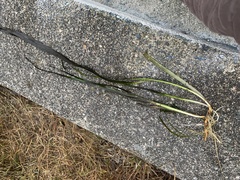 Zostera marina