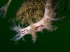 Dendronotus europaeus