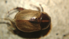 Mimela cupidinea