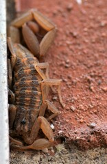 Centruroides limpidus