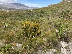 Cyclopia genistoides
