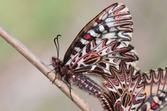 Zerynthia polyxena