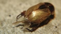 Mimela cupidinea
