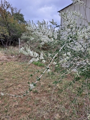 Aloysia gratissima