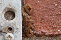 Centruroides limpidus