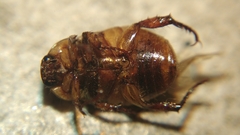 Mimela cupidinea