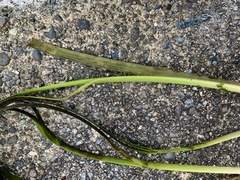 Zostera marina