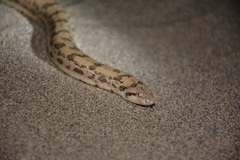 Eryx miliaris miliaris