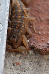 Centruroides limpidus