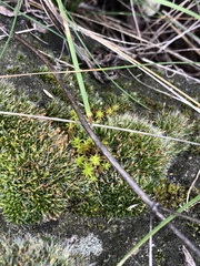 Syntrichia ruralis