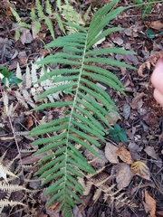 Thelypteridoideae