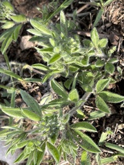 Leobordea corymbosa