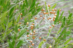 Helichrysum cochleariforme