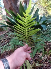Thelypteridoideae