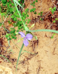 Tradescantia occidentalis