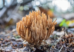 Ramaria stricta