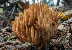 Ramaria stricta