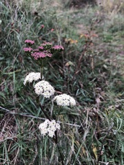 Apiaceae