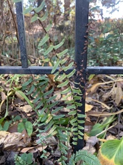 Asplenium platyneuron