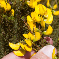 Cyclopia genistoides