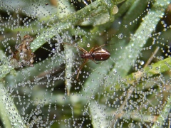 Microlinyphia sterilis