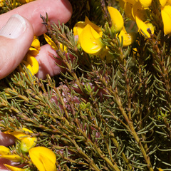 Cyclopia genistoides