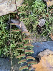 Asplenium platyneuron