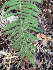 Thelypteridoideae