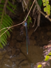 Pseudagrion pruinosum