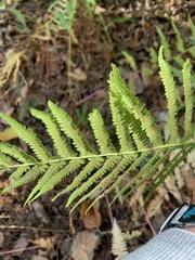 Thelypteridoideae