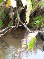Pseudagrion pruinosum