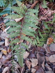 Athyrium niponicum