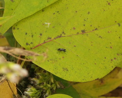 Greenomyia mongolica