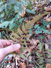 Athyrium niponicum
